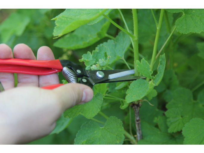 ARS 300L harvesting shears with high-carbon steel blade