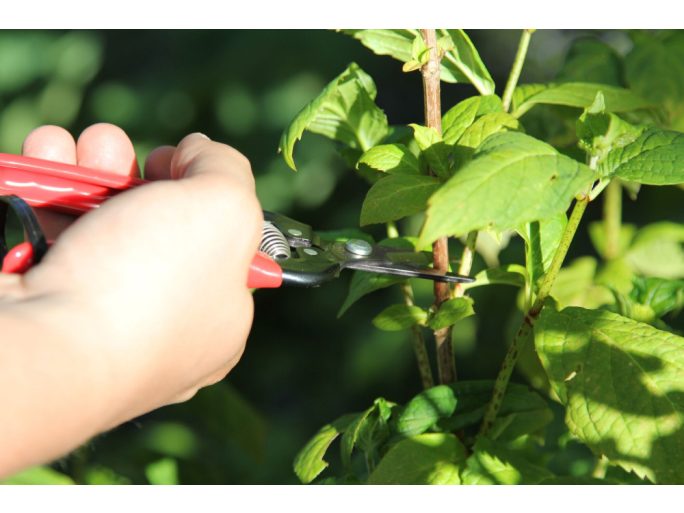 ARS 300SS harvesting shears with high-carbon steel blade