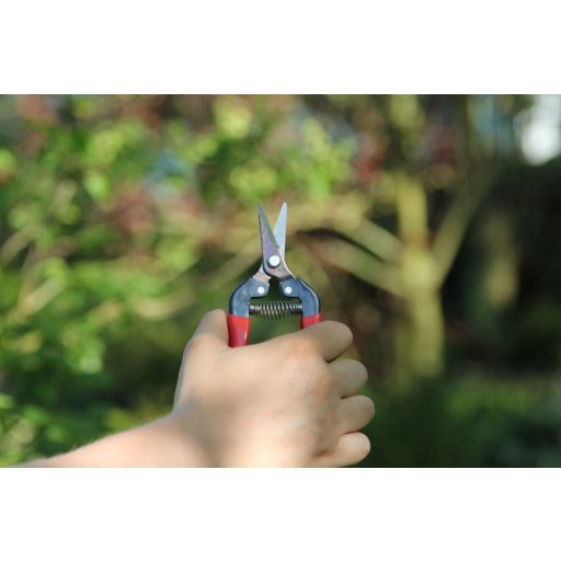 ARS 300SS harvesting shears